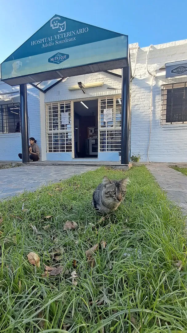 La entrada del hospital, con el techo a dos aguas y su cartel, y un gato en el pasto